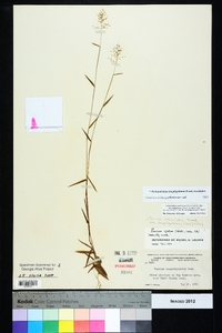 Dichanthelium acuminatum subsp. longiligulatum image