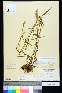 Dichanthelium acuminatum subsp. longiligulatum image