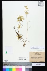 Dichanthelium acuminatum subsp. longiligulatum image