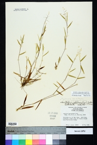 Dichanthelium sabulorum image