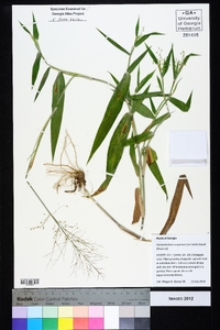 Dichanthelium scoparium image