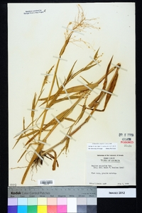 Dichanthelium scoparium image