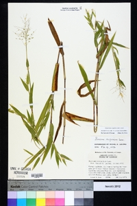 Dichanthelium scoparium image