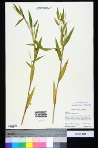 Dichanthelium scoparium image