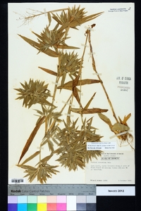 Dichanthelium scoparium image