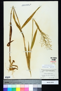 Dichanthelium scoparium image