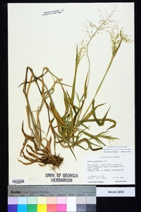 Dichanthelium scoparium image