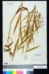 Dichanthelium scoparium image