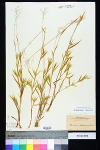 Dichanthelium scoparium image