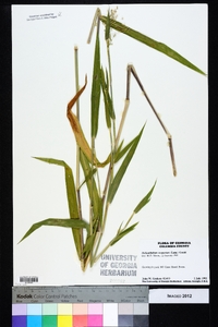 Dichanthelium scoparium image