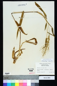 Dichanthelium scoparium image