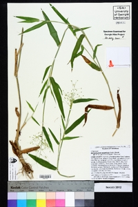 Dichanthelium scoparium image