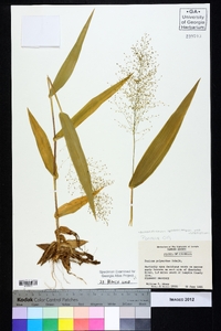 Dichanthelium polyanthes image