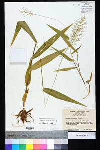 Dichanthelium polyanthes image