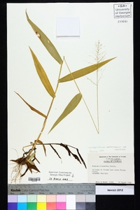 Dichanthelium polyanthes image