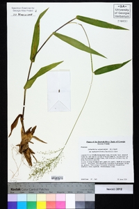 Dichanthelium polyanthes image