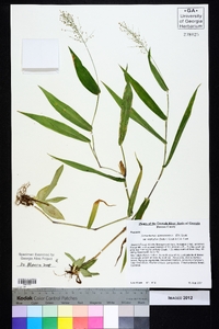 Dichanthelium polyanthes image