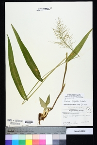 Dichanthelium polyanthes image