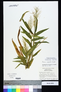 Dichanthelium polyanthes image