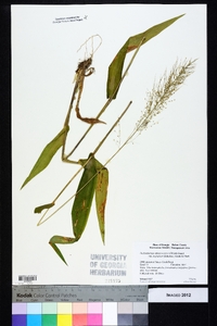 Dichanthelium polyanthes image