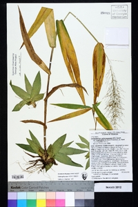 Dichanthelium polyanthes image