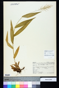 Dichanthelium polyanthes image