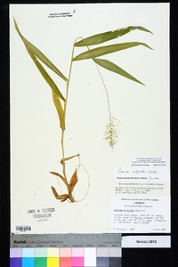 Dichanthelium polyanthes image