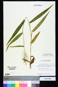 Dichanthelium polyanthes image