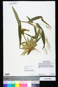 Dichanthelium polyanthes image