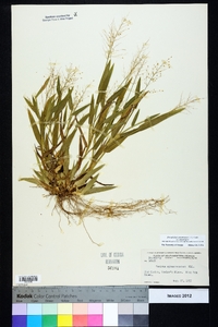 Dichanthelium sphaerocarpon var. sphaerocarpon image