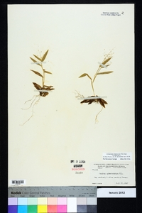 Dichanthelium sphaerocarpon var. sphaerocarpon image