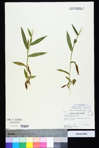 Dichanthelium sphaerocarpon var. sphaerocarpon image