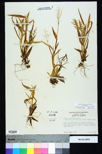 Dichanthelium sphaerocarpon var. sphaerocarpon image