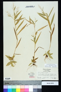 Dichanthelium sphaerocarpon var. sphaerocarpon image