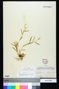 Dichanthelium sphaerocarpon var. sphaerocarpon image