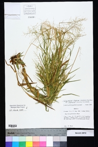 Dichanthelium strigosum image