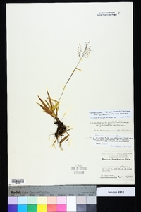 Dichanthelium strigosum image