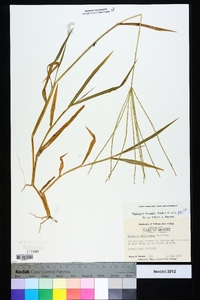 Digitaria bicornis image