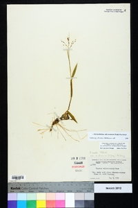 Dichanthelium villosissimum image