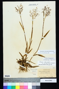 Dichanthelium villosissimum image