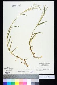 Digitaria ciliaris image