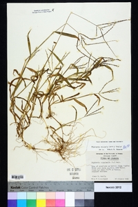 Digitaria ciliaris image