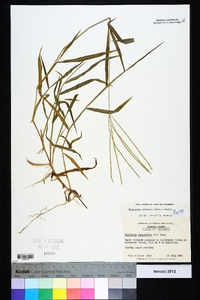 Digitaria ciliaris image