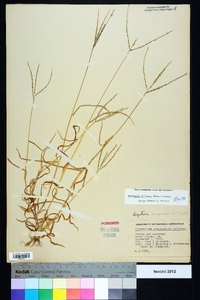 Digitaria ciliaris image