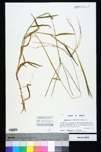 Digitaria ciliaris image