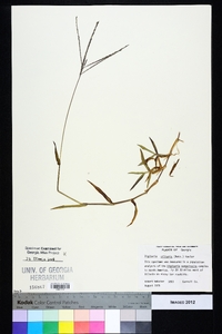 Digitaria ciliaris image