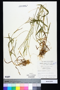 Digitaria ciliaris image