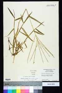 Digitaria ciliaris image