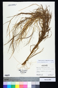 Digitaria cognata image