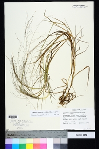 Digitaria cognata image